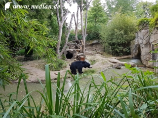 Zoo Leipzig: Lippenbär